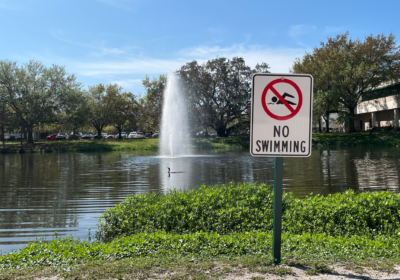 Why can’t you swim at USF’s Castor Beach? Alligators and dirty water.